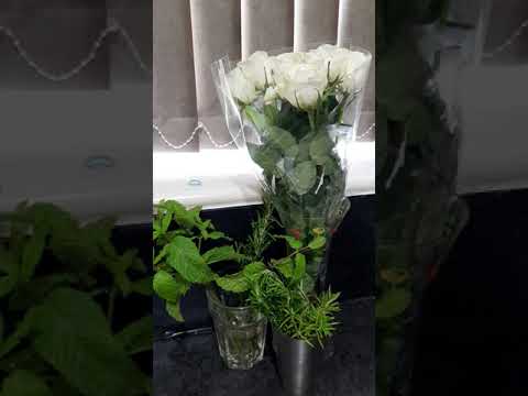 Message For Wissal And Ali