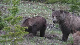 Massive Grizzly Mama and 3 cubs Epic footage