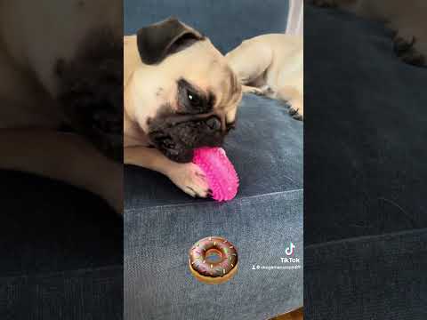 【モッパン！？】お気に入りおもちゃでASMR（こげぴん）