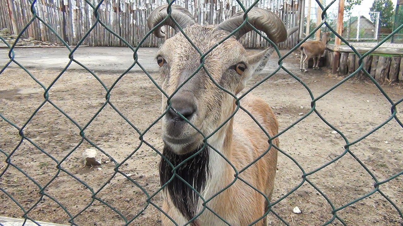 Винторогий козёл (Grape goat). Ряжский зоопарк.