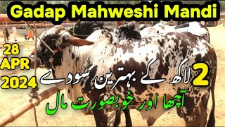 Gadap Maweshi Mandi Rates Update 😍 | 28 -April-2024 || Heavy Bulls || Cow Mandi 2024