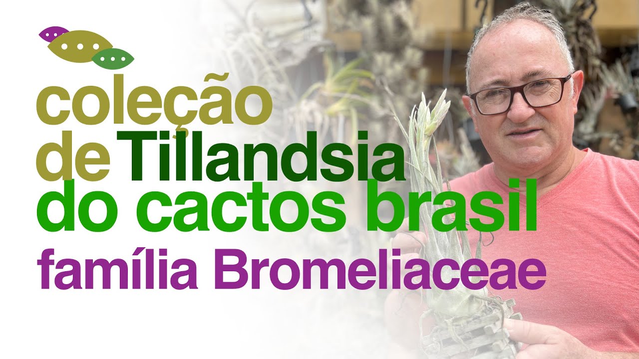 Coleção de Tillandsia do Cactos Brasil - AIR PLANTS - Família Bromeliaceae | Invasão Plantóide