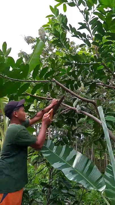 Pruning Black Sapote to Make It Fruitful #shorts