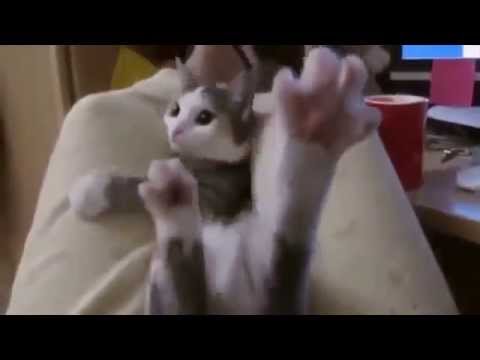 seals rocks FUNNY ANIMALS COMPILATION 2014: Cats Epic Funny Compilation NEW