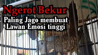 Suara Perkutut gacor NGEROT Bekur Bikin Lawan Birahi Emosi tinggi ikut gacor (kutut KANTONG SEMAR)