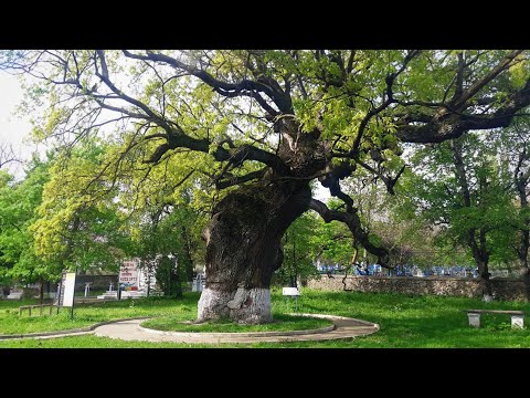 Video: Stejarul lui Pugachev (Republica Mari El, „Muntele de arțar”): descriere, vârstă, legendă