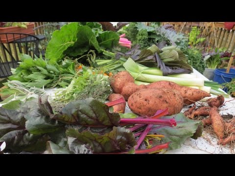 Vídeo: Potted Thanksgiving Garden Herbs - Cultiu d'herbes per a l'acció de gràcies