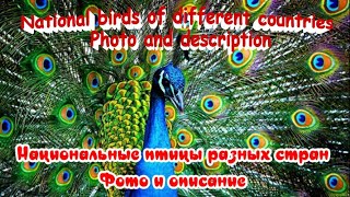 National Birds Of Different Countries Национальные Птицы Разных Стран Фото И Описание