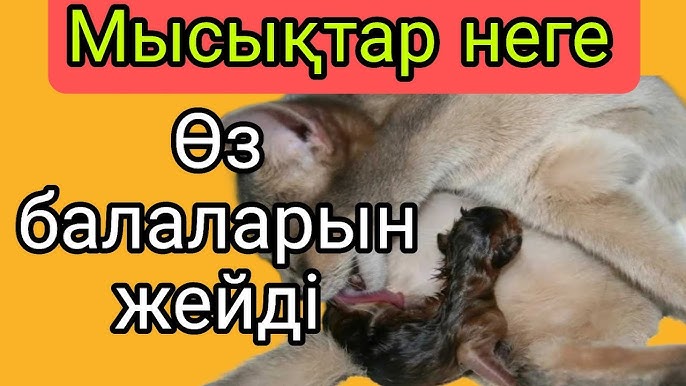 Туған күн қызға арналған порно