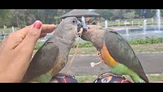 Poicephalus rufiventris eam disponible