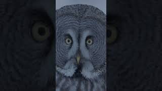 This is how great grey owls hunt hidden prey. #naturepbs #owl #wildlife