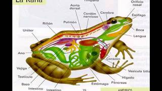 CLASIFICACIÓN DE ANIMALES VERTEBRADOS