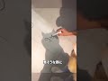 これはいい猫ハックw #猫のいる暮らし #猫 #猫動画 #影絵 #shorts