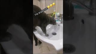 Лабрадор Кантемир и кот на водопое? music dog cat puppy labrador viral trending милота