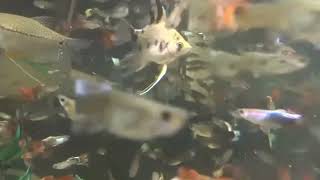 Guppy fish care | Breeding | Tank mates | Tank size | Life span.