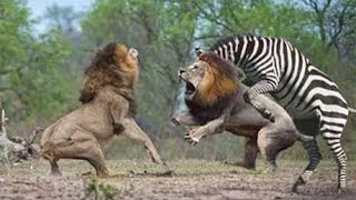 ZEBRA is Delicious Prey of PREDATORS, Zebra Vs Lion, Cheetah