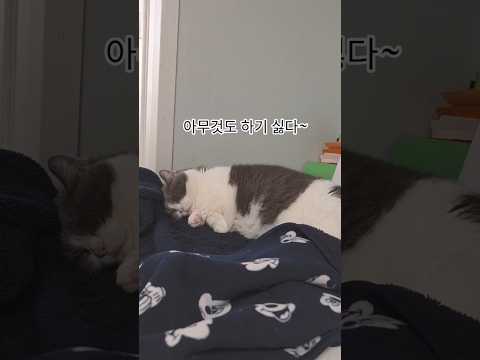 맨날 누워있으면서!