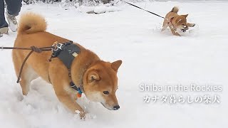 Shiba Inu brothers and sisters enjoy the snow out of season. [4K]