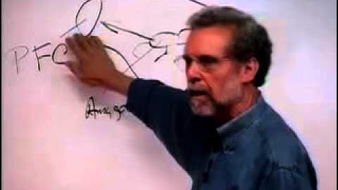 SIY course video Daniel Goleman - Neuroscience of emotion and decision making