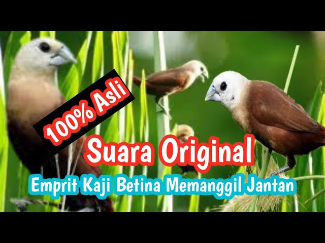 Suara Pikat dan Pancingan Burung Emprit Bondol kaji class=