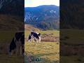 سويسرا الجزائر جبال البابور سطيف جبال الجزائر الطبيعة Nature Algerie Setif Tourismalgeria سويسرا الجزائر جبال البابور سطيف جبال الجزائر الطبيعة Nature Algerie Setif Tourismalgeria