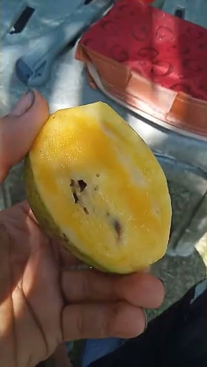 seperti pribahasa luarnya saja cantik namun dalam nya busuk