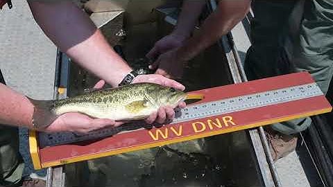 DNR researching ways to grow bigger bluegill in West Virginia lakes