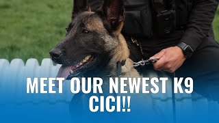 Meet K-9 CiCi