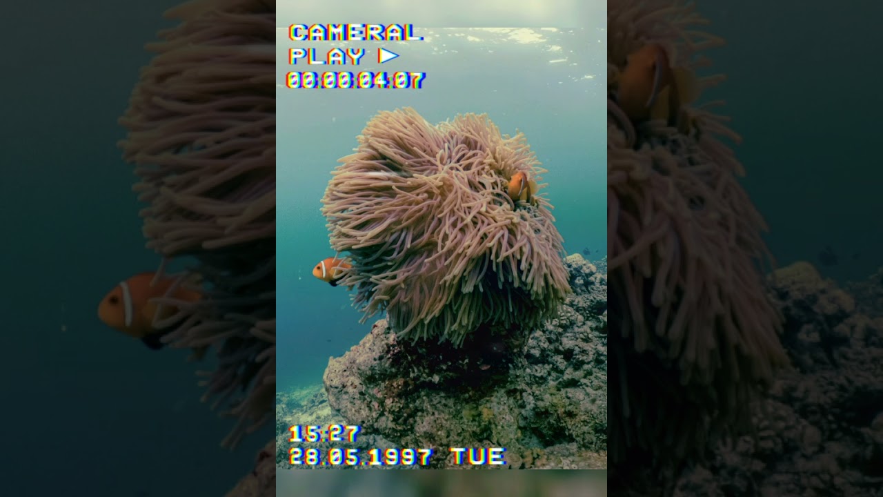 Beautiful Lauk in the sea 