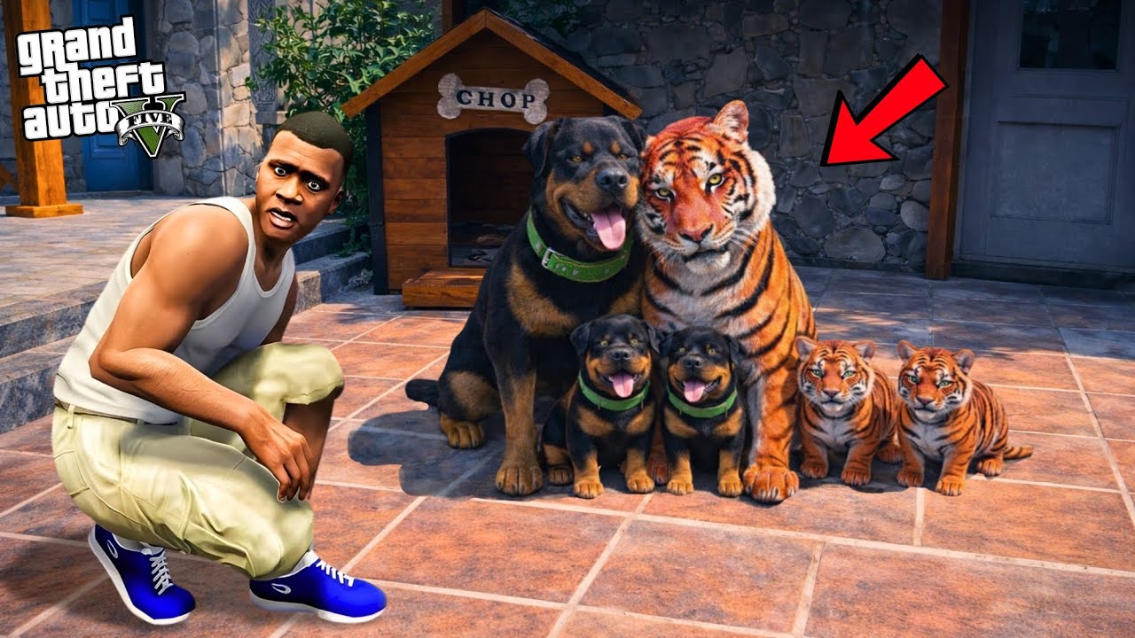 FRANKLIN Made CHOP Marrige with RED TIGER in GTA5 | SHINCHAN AND CHOP 