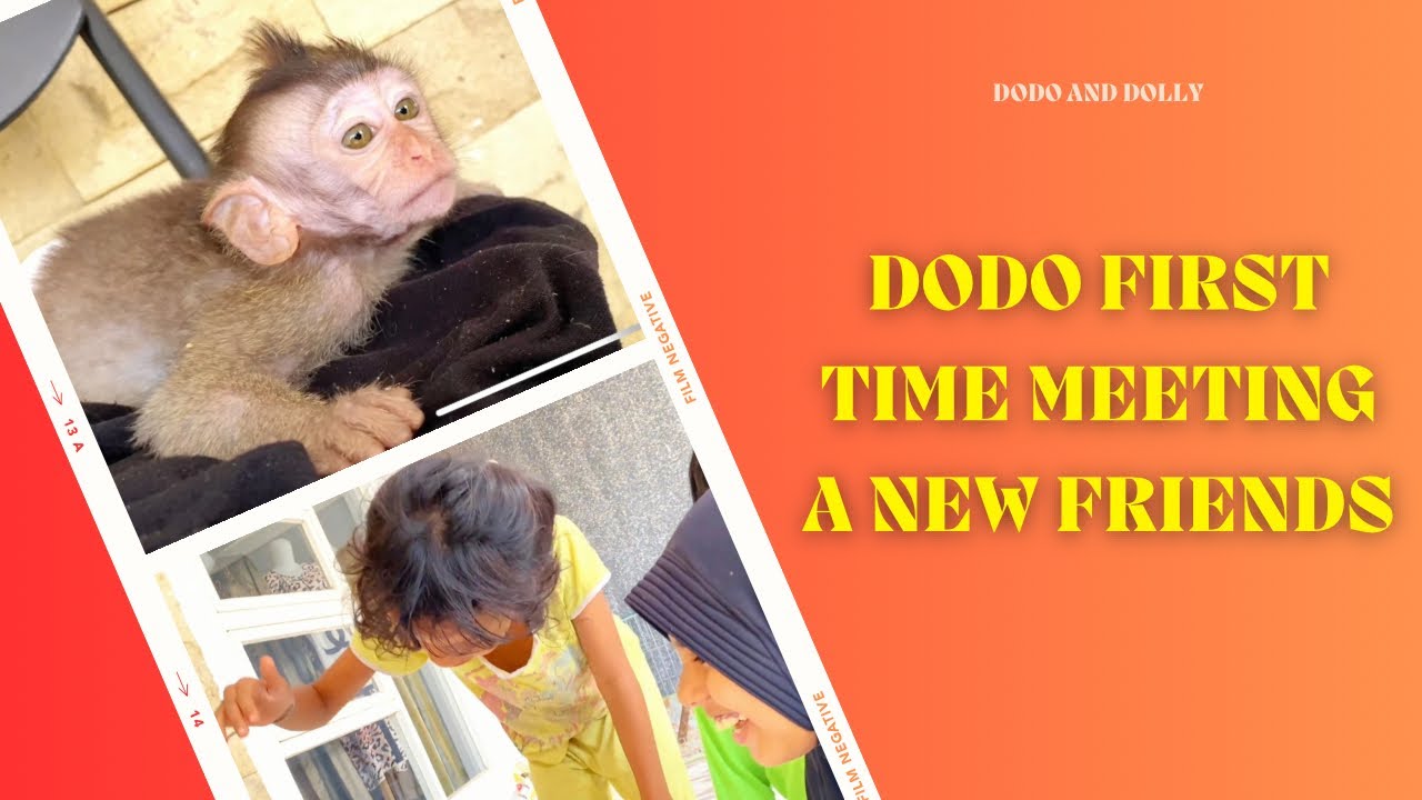 Dodo baby monkey first time meets new friends - YouTube