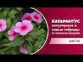 Катарантус ампельный для выращивания на клумбе. Новые и популярные гибриды катарантуса