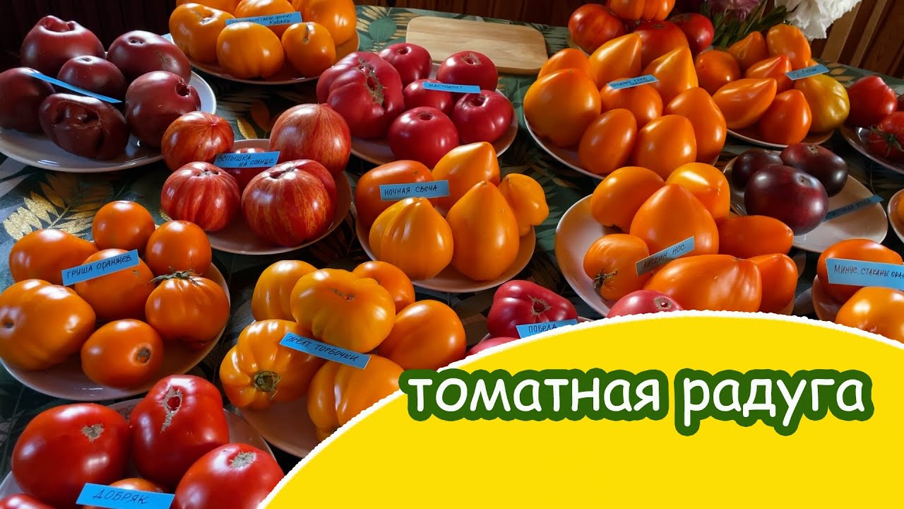 Большая  дегустация крупноплодных сортовых томатов 2025