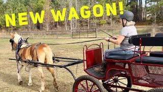 Our Halflinger Draft Horse gets a new wagon!
