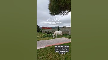 القرآن الكريم بصوت ياسر الدوسري #القرآن_الكريم #القرآن_الكريم_راحة_نفسية #ياسر_الدوسري #سورة_الفلق
