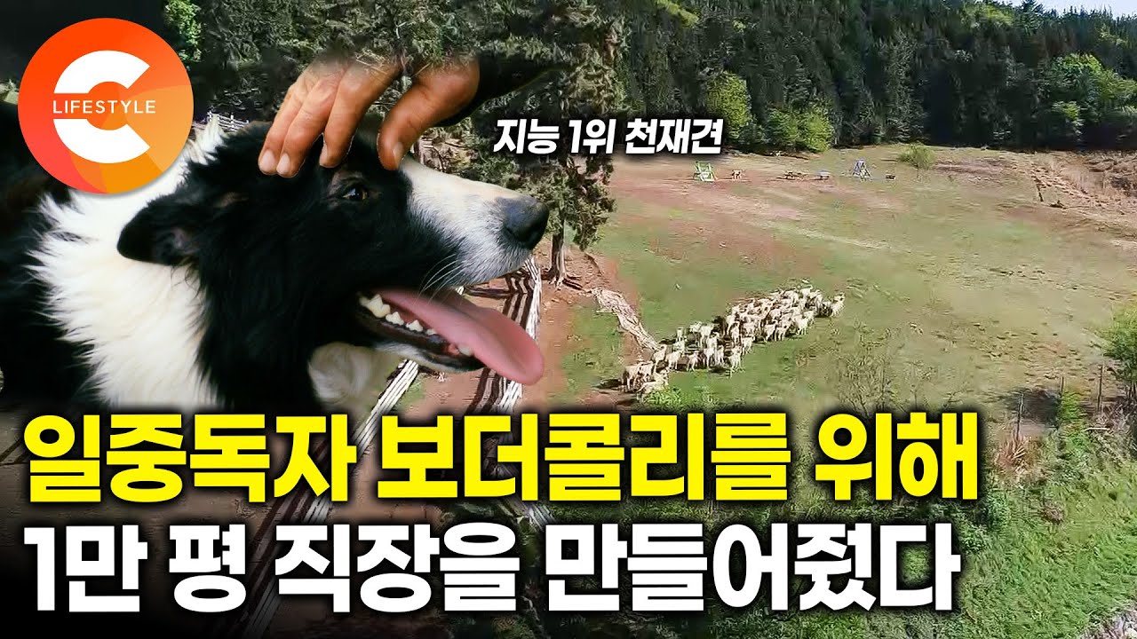 일할 때 가장 행복한 천재견, 1만 평 목장에 취업했다🐑🐑ㅣ