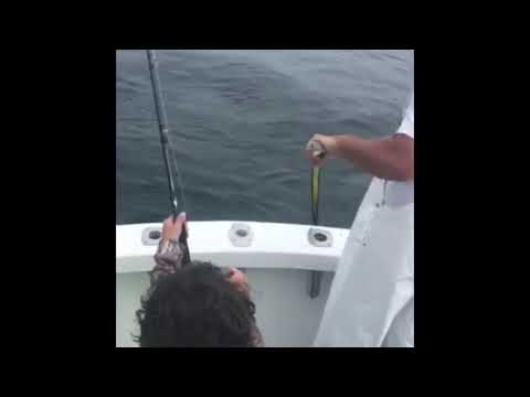 Great white shark breaches while attacking striper on fishing line