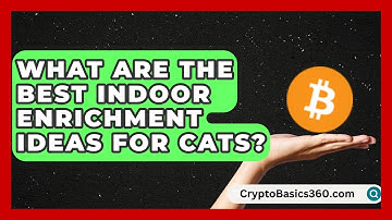 What Are the Best Indoor Enrichment Ideas for Cats? | Happy Cat Handbook