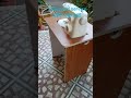 table top sewing machine table available fashion mate 3333