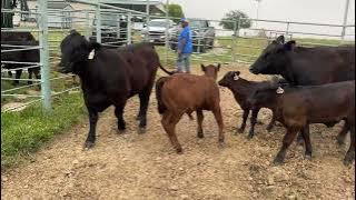 Hauling Cattle to the Sale Barn