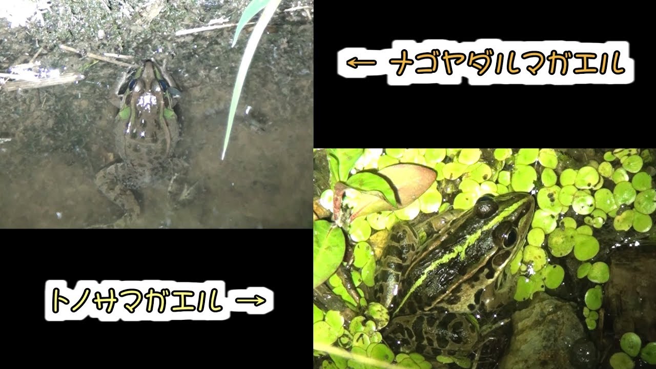 トノサマガエルとナゴヤダルマガエルの比較 - YouTube
