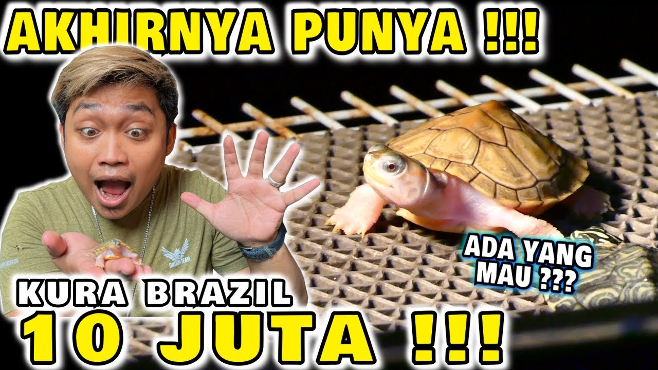 UNBOXING KURA KURA ALIEN | HYBINO TURTLE !!!