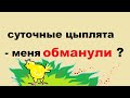 Суточные цыплята - меня обманули?