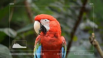 Unlocking the Magic of Filmora Camera Effects – A Step-by-Step Guide #filmora #filmora12
