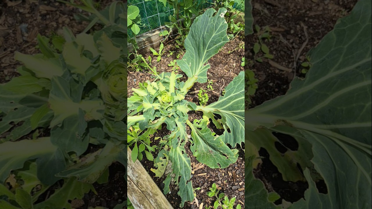 Was gonna film a cabbage harvest… but the rabbits had other plans 🐰🥬