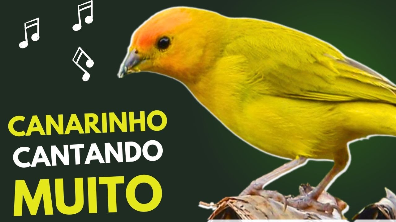 O Incrível Canto Do Canário da Terra Estalo/ Excelente para treinar filhotes YouTube O Incrível Canto Do Canário da Terra Estalo/ Excelente para treinar filhotes YouTube