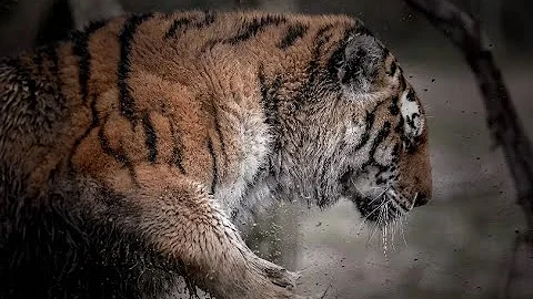 A siberian tiger‘ fight with a big male ’wild boar