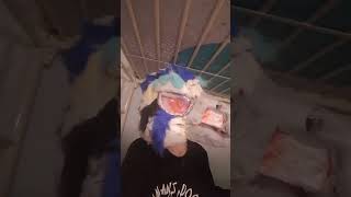 Raptor head suit..  Thing update