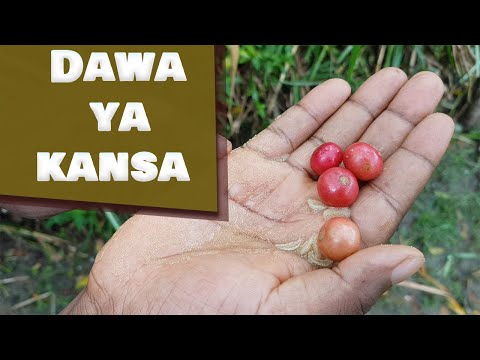 Video: Dawa Ya Saratani Ya Kwanza Kwa Mbwa Imeidhinishwa Na FDA