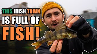 Perch Fishing In A Small Irish Town